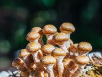 Hellbraun gesprenkelte dichte Pilzgruppe im Sonnenschein